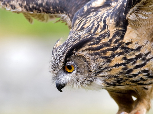 Филин на охоте