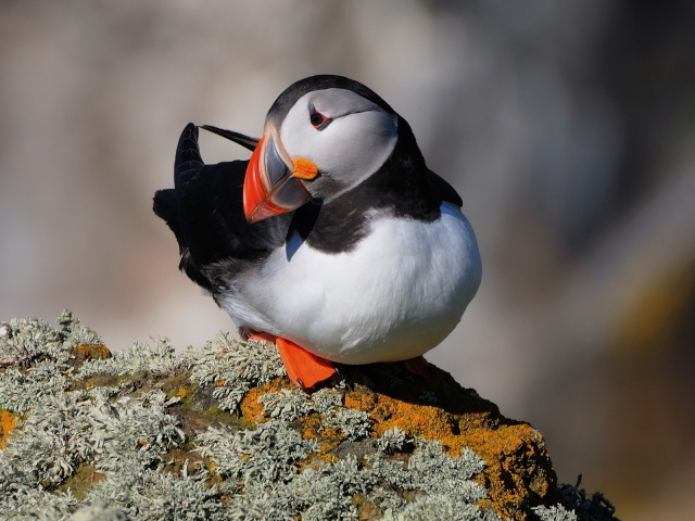 Тихоокеанский тупик