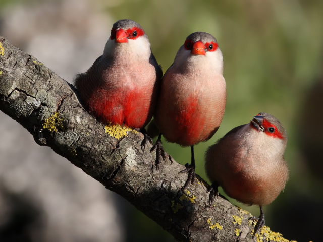 Три красных птицы