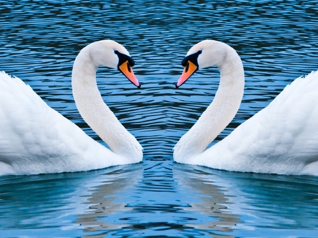 Два лебедя