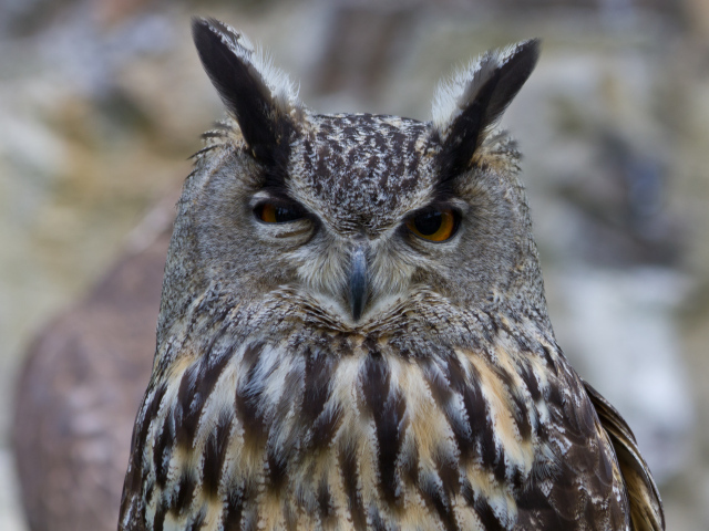 Взгляд филина