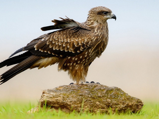 Пернатый хищник