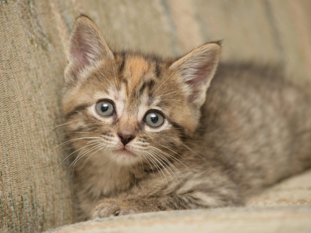 Котик на диване