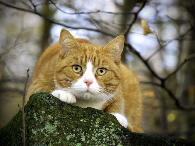 Пушистый кот