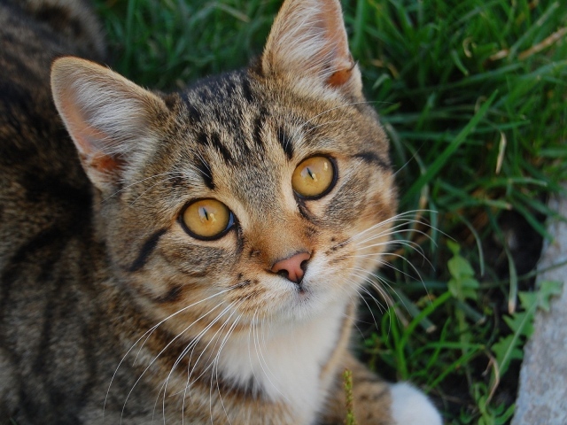 Котенок в траве