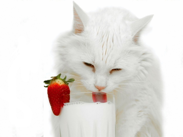 Белая кошка и молоко