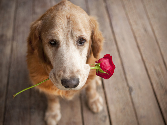 Собака и цветок