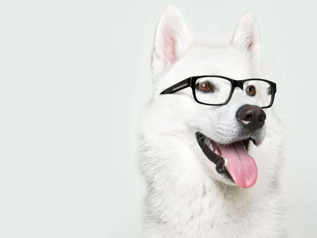 Собака в очках