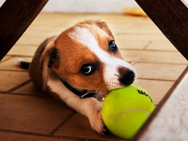 Собака с мячиком