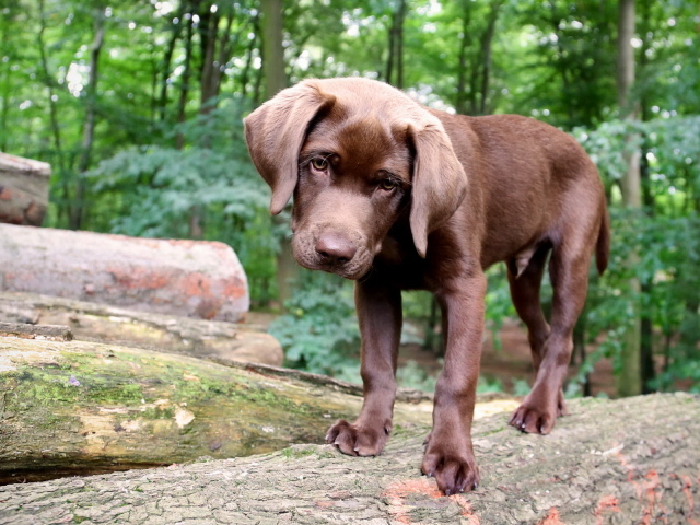 Щенок в лесу