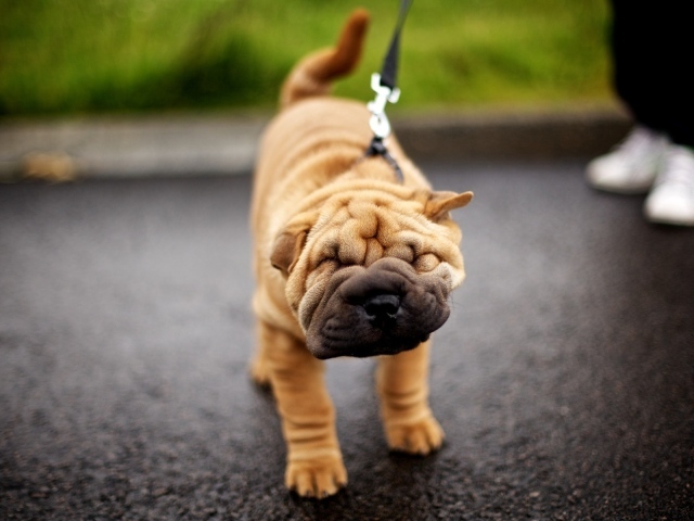 Шарпей на прогулке