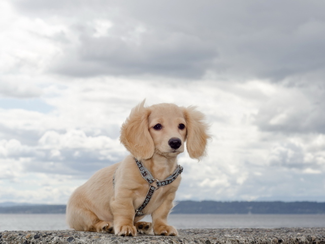 Щенок на берегу