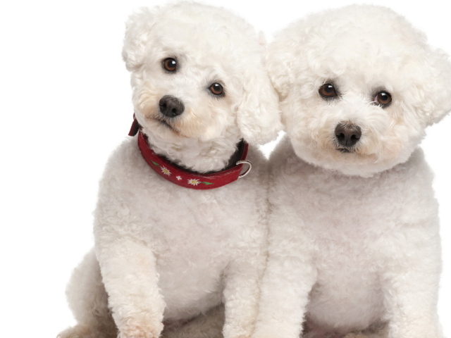 Белые щенки