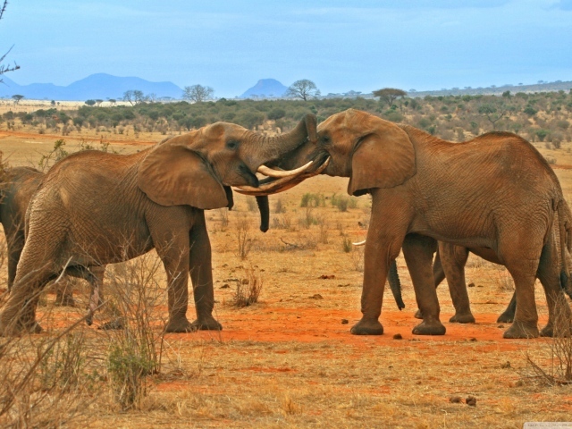 Борьба слонов