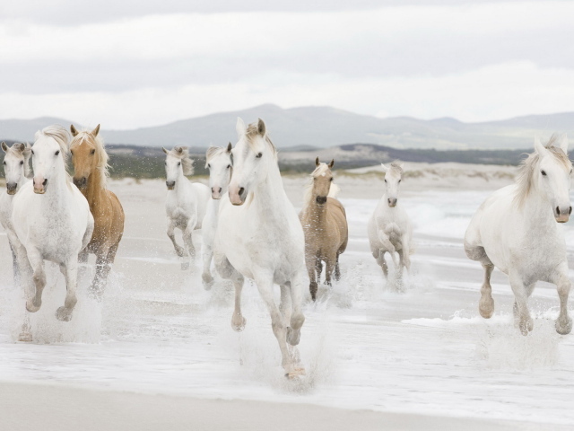 Лошадиный табун