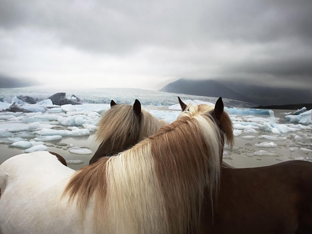 Лошади на берегу