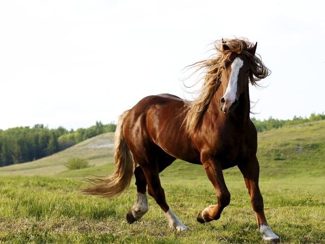 Скачущий конь