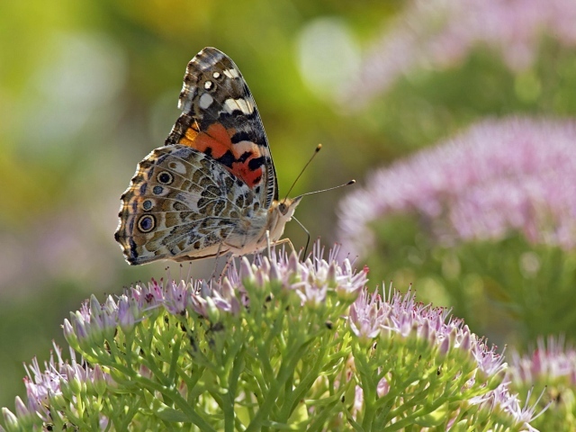Бабочка на поле