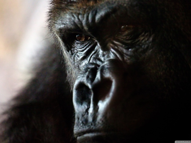 Злая горилла