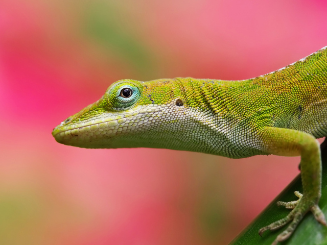 Салатовая ящерица