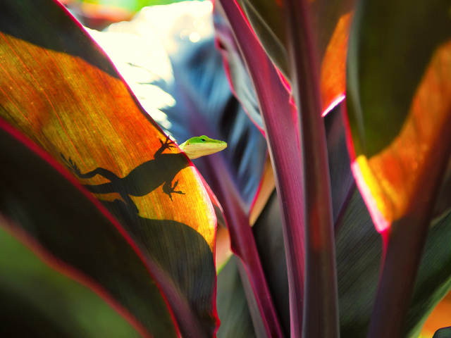 Ящерица на широких листьях