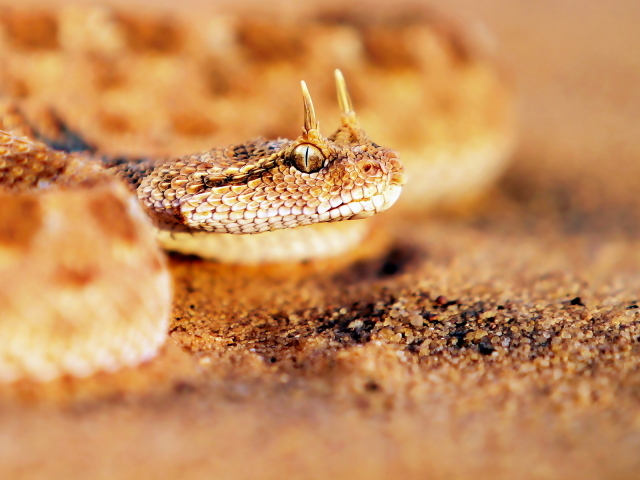 Песчаная рогатая змея