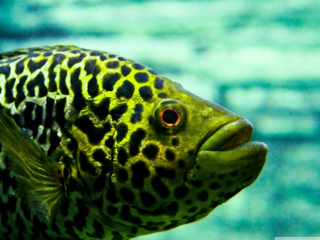 Взгляд рыбы