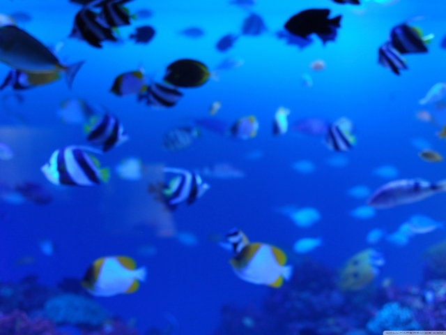 Подводная жизнь