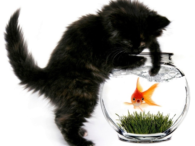 Кошка и рыбка