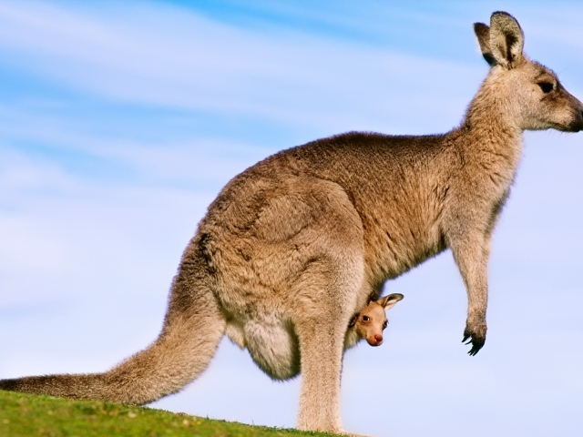 Кенгуру с детенышем