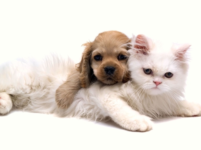 Белая кошка и щенок