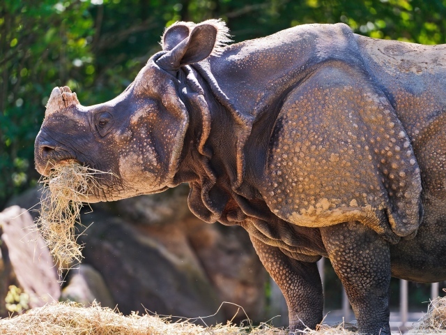 Носорог c травой