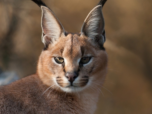 Дикий каракал