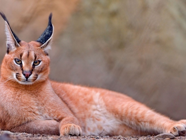 Степная рысь