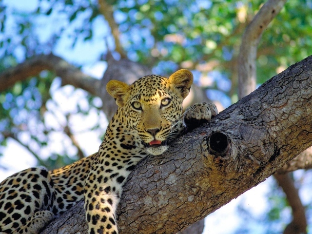 Леопард на ветке