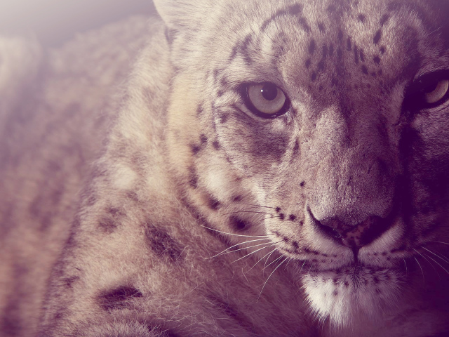 Взгляд снежного барса