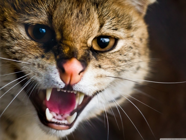 Пасть дикой кошки