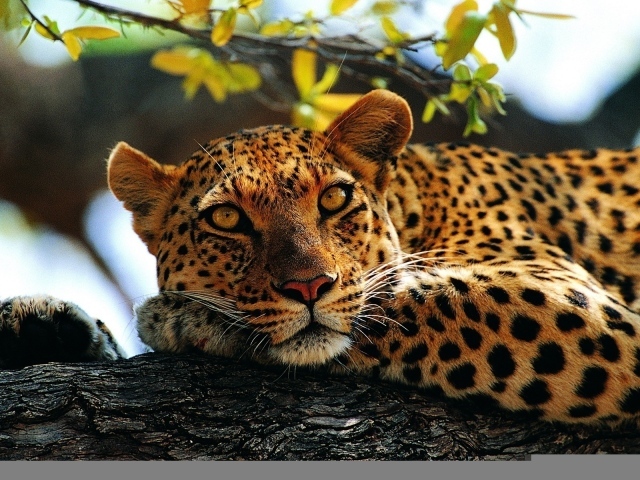 Милый леопард