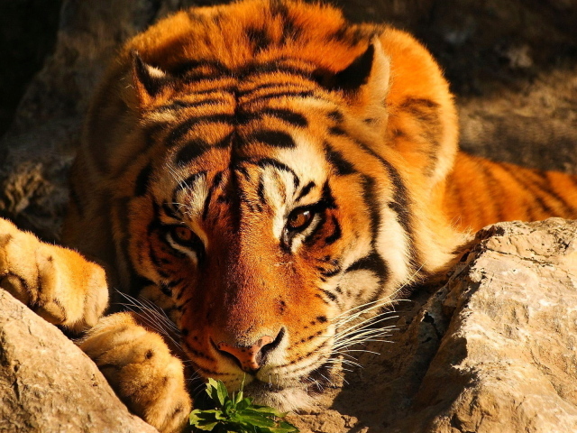 Тигр среди камней