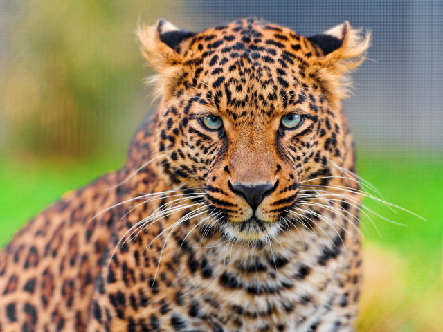 Дикая кошка