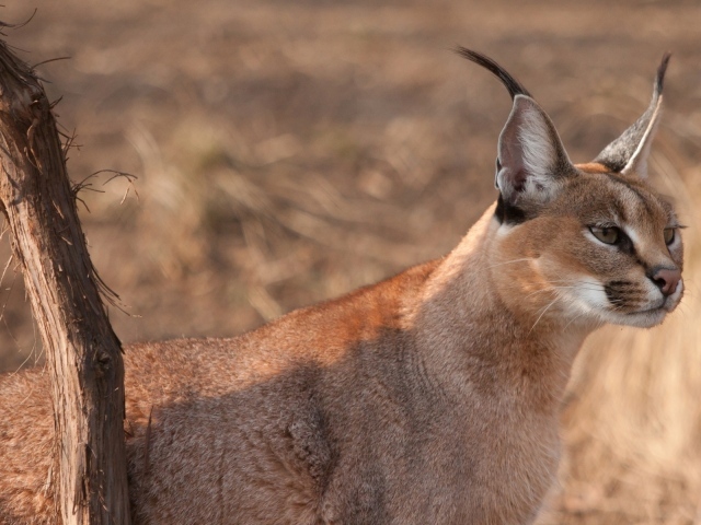Дикая кошка