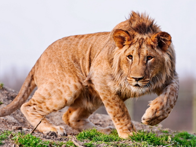 Молодой лев
