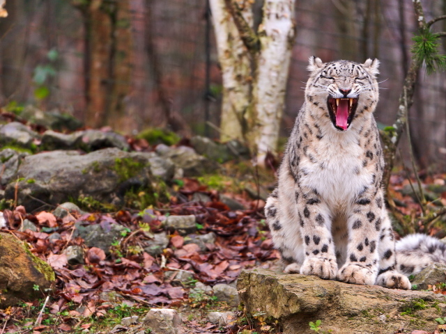 Свирепый ирбис