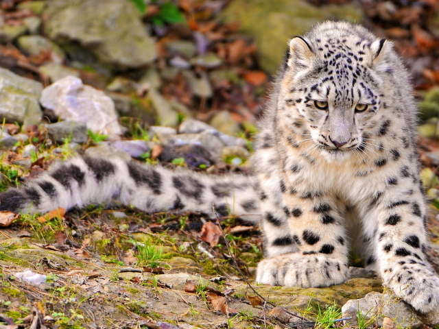 Снежный барс