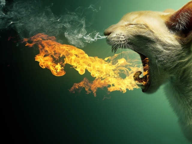 Кот в огне