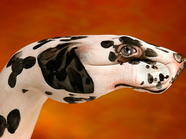 Далматинец