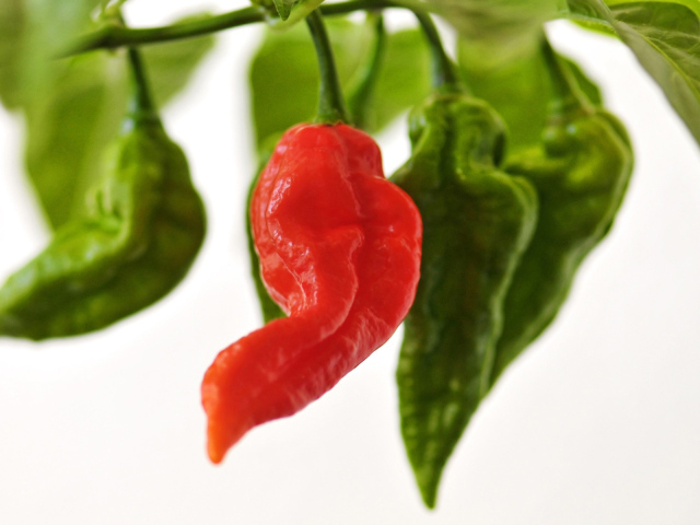 Красный перчик