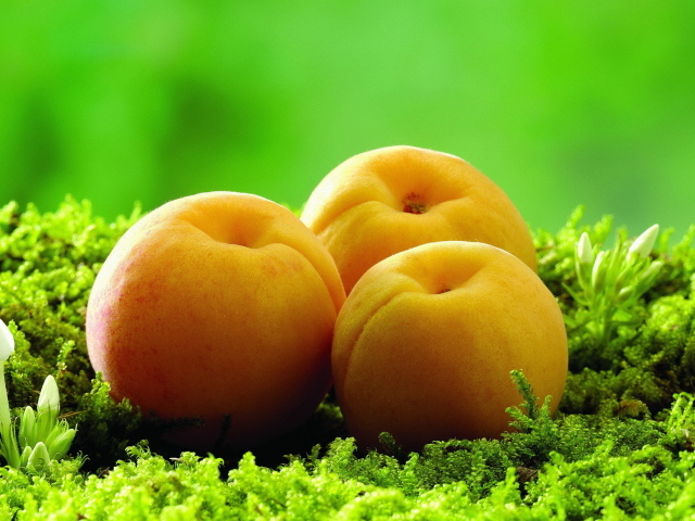 Абрикосы на траве