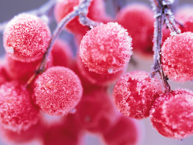 Ягода рябина