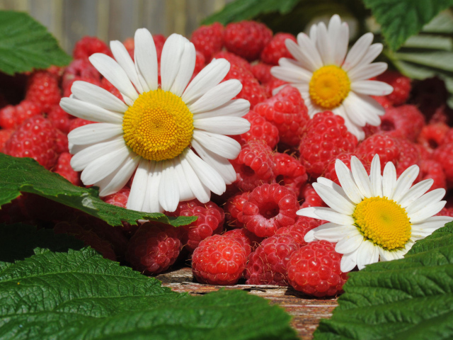 Малина и ромашки